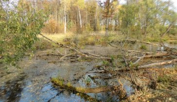 Очистка заболоченных прудов поселкового парка.