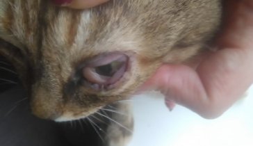 ПОМОЩЬ ПЕРЕДЕРЖКЕ (ВРЕМЕННЫЙ ДОМ) ДЛЯ БЕЗДОМНЫХ КОШЕК