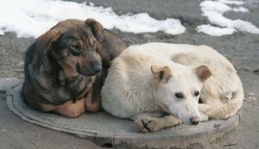 Помощь Бездомным животным