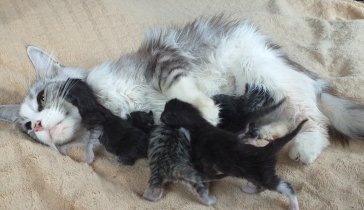 Помогая котикам вы обязательно попадете в рай!
