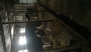 Для развития фермерского хозяйства, и предоставлением рабочих мест , коренному населению