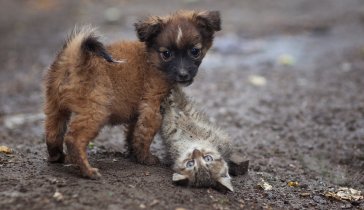 Строим приют для бездомных животных
