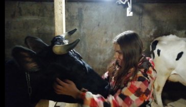Помогите восстановить коровник!