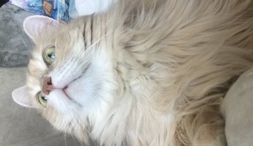 Стрижка котика