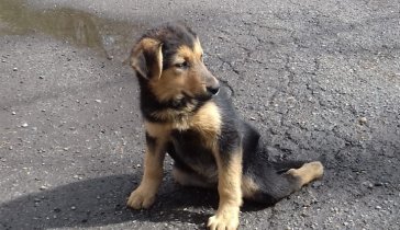 Сбор средств на лечение щенка