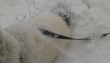 Помощь братьям нашим меньшим