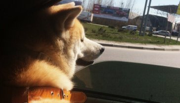 На операцию другу*