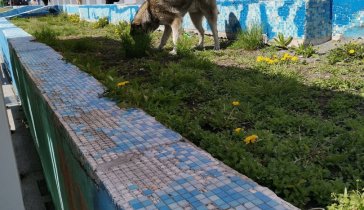 На лечение собаки!
