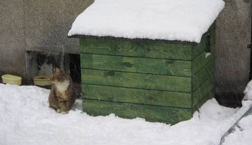 Строительство зимних домиков для животных