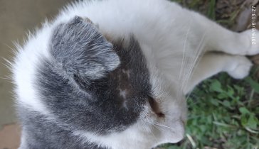 СБОР НА ЛЕЧЕНИЕ УЛИЧНОЙ КОШКИ