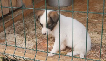 Помощь животным в приюте.