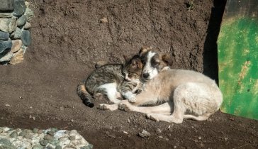 Помощь беспризорным животным
