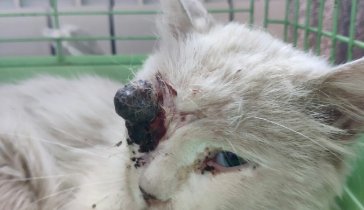 помощь бездомным. котика избили, сломали челюсть и выбили глаз