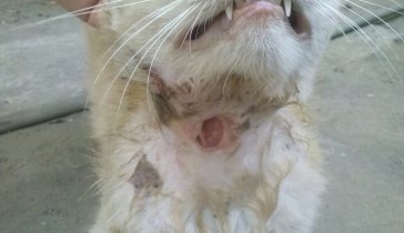 нужна помощь. у кота дырка в горле