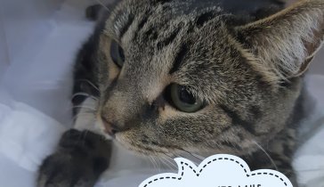 На операцию коту