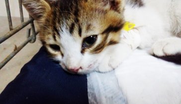 Помогите спасти котенка по имени Шива