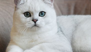 Котик для Надежды