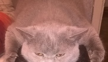 Коту на операцию