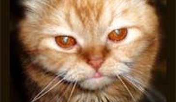 Коту Васе нужна операция.