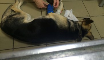 Просим помощи на лечение бедняги Рича