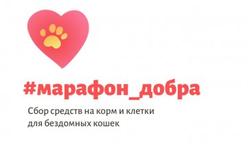 Сбор на корм и клетки для бездомных котиков