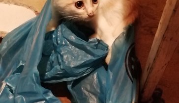 Я хочу подарить котёнку нормальную жизнь!
