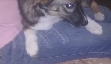 Приют