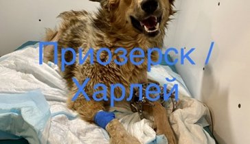 Харлей - спасение одной собаки