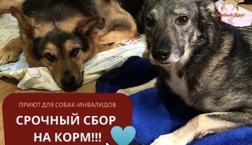 Приют Особый Друг