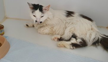 Помогите спасти жизнь кошке