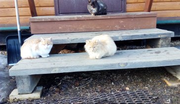 Кошкам на еду.
