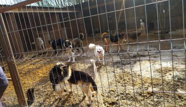 Нужна помощь на содержание бездомных животных в официально зарегистрированном частном приюте