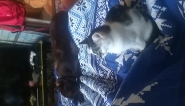 Помощь кошки