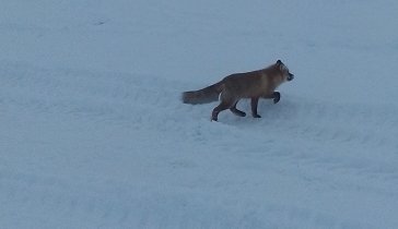 Помощь животным