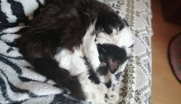 На лечение коту