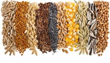 Business investment. Purchase of grain (agricultural trader)