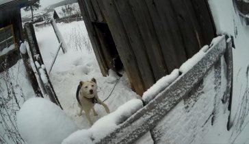 Помощь животным!!!!!