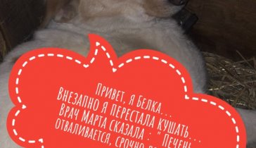 Помогите погасить долги волонтерской передержке бездомных животных в г. Вязники