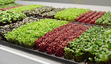 Microgreen - Бизнес приносящий пользу людям!
