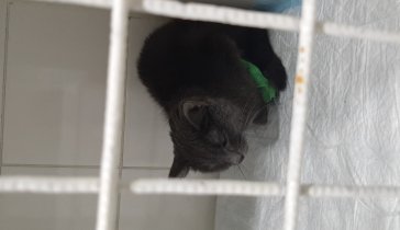 Котику на лечение