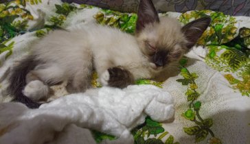 Нужна помощь котенку
