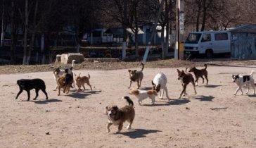 Срочная стерилизация