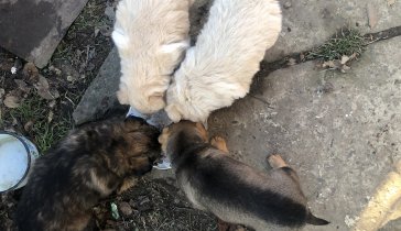 На еду щенятам