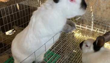 Кролиководческое хозяйство