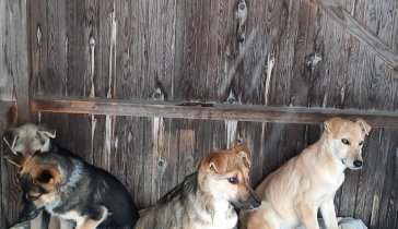 Помощь бездомным животным