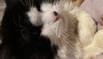 На корм котику