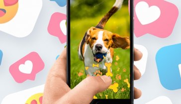 Стриминговая платформа для владельцев животных и приютов