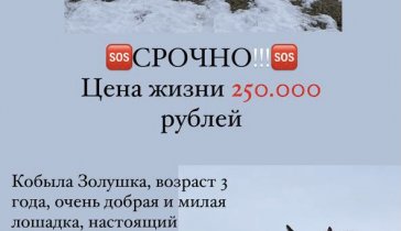 Спасение лошадки с бойни