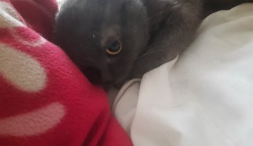 На похавать для котэ