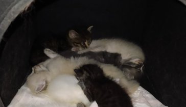 Помощь бездомным котятам